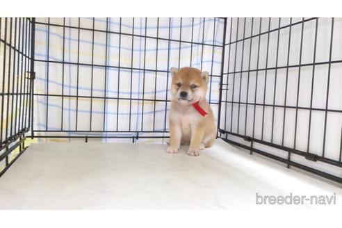 成約済の茨城県の柴犬-243817の2枚目
