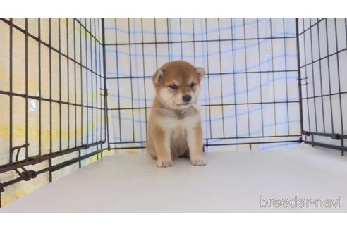 成約済の茨城県の柴犬-243818の1枚目