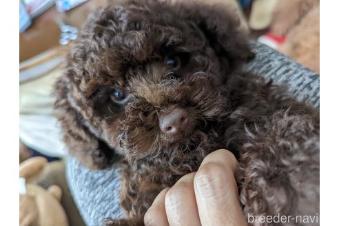 販売中の宮城県のタイニープードル-232835