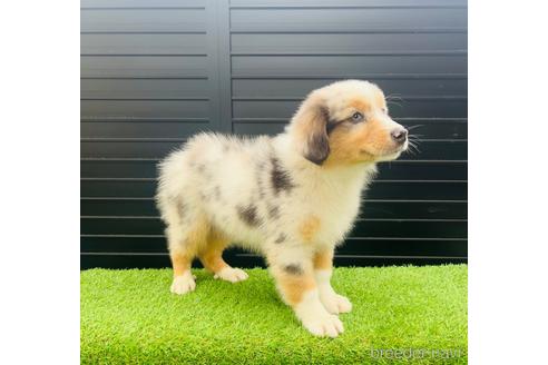 販売中の山梨県のオーストラリアンシェパード-243877