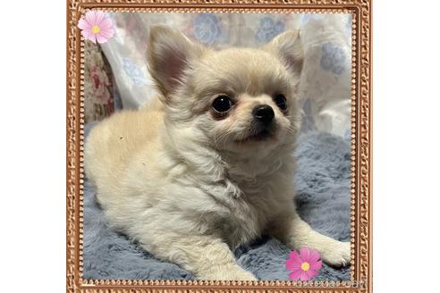 成約済の愛知県のチワワ(ロングコート)-243898の1枚目