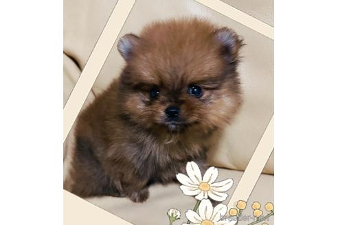 子犬