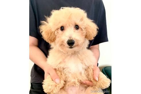 成約済の静岡県のミックス犬-237615の6枚目