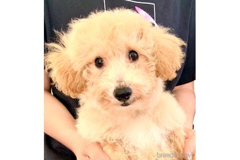 成約済の静岡県のミックス犬-237615の5枚目