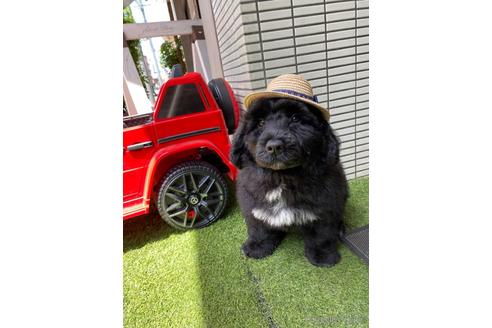 成約済の東京都のその他の犬種-236107の21枚目