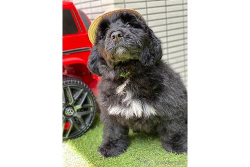 成約済の東京都のその他の犬種-236107の19枚目