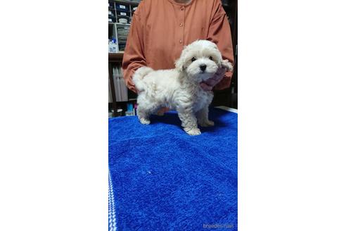 成約済の栃木県のマルプー:マルチーズ×トイプードル-239616