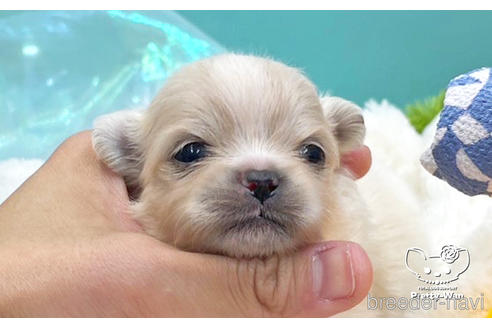 成約済の愛知県のミックス犬-241523の20枚目