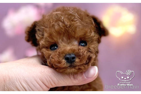 成約済の愛知県のティーカッププードル-238759