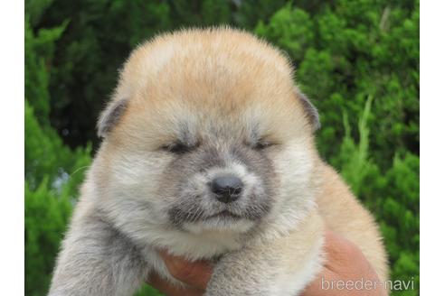 販売中の香川県の秋田犬-240816