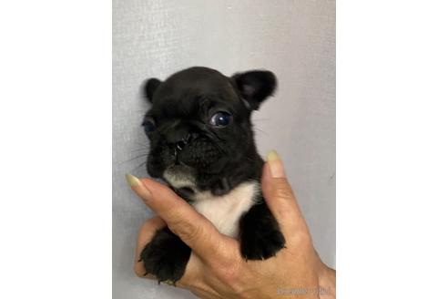 成約済の愛媛県のフレンチブルドッグ-242357の2枚目