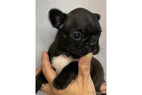 成約済の愛媛県のフレンチブルドッグ-242357の4枚目