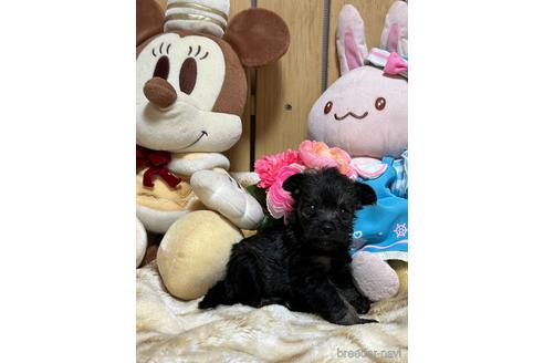 成約済の福岡県のミックス犬-238502の7枚目