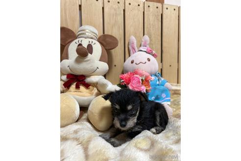 販売中の福岡県のミックス犬-240921の2枚目