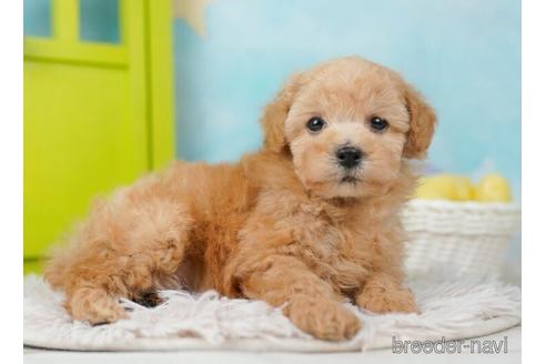 成約済の千葉県のトイプードル-244015の3枚目