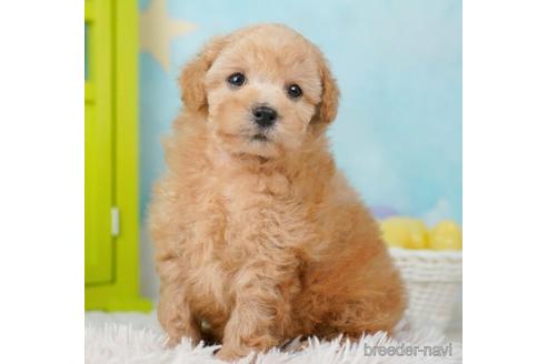 成約済の千葉県のトイプードル-244015の4枚目