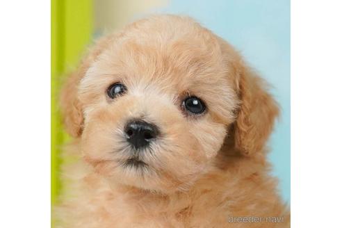 成約済の千葉県のトイプードル-244015の1枚目