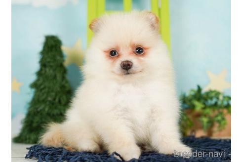 成約済の千葉県のポメラニアン-244016の3枚目