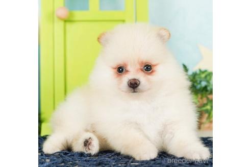 成約済の千葉県のポメラニアン-244016の4枚目