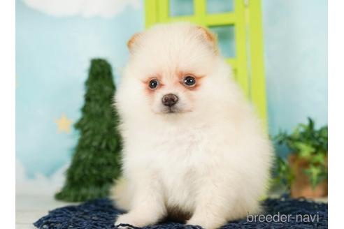 成約済の千葉県のポメラニアン-244016の5枚目