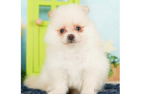 成約済の千葉県のポメラニアン-244016の1枚目