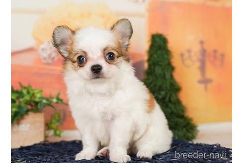 成約済の千葉県のチワワ(ロングコート)-244017の5枚目