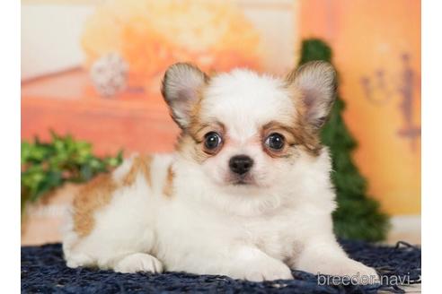 成約済の千葉県のチワワ(ロングコート)-244017の3枚目