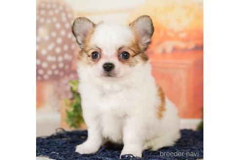 成約済の千葉県のチワワ(ロングコート)-244017の4枚目