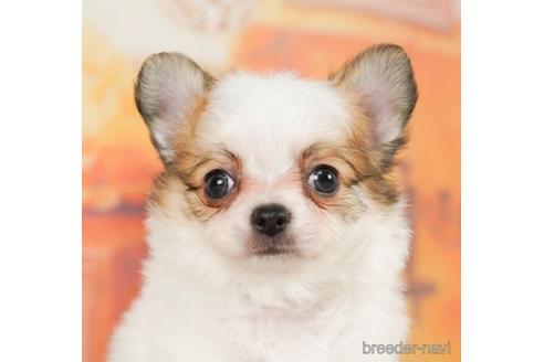 成約済の千葉県のチワワ(ロングコート)-244017の1枚目