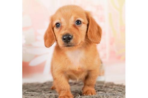 成約済の千葉県のミニチュアダックスフンド(ロングヘアード)-244018の3枚目