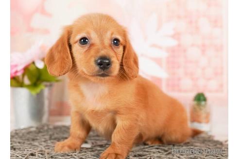 成約済の千葉県のミニチュアダックスフンド(ロングヘアード)-244018の4枚目