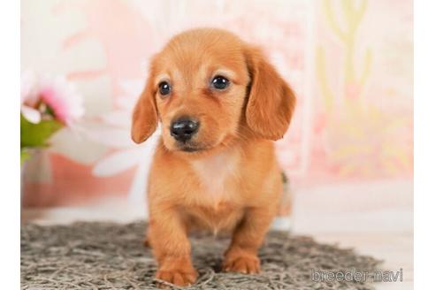 成約済の千葉県のミニチュアダックスフンド(ロングヘアード)-244018の5枚目