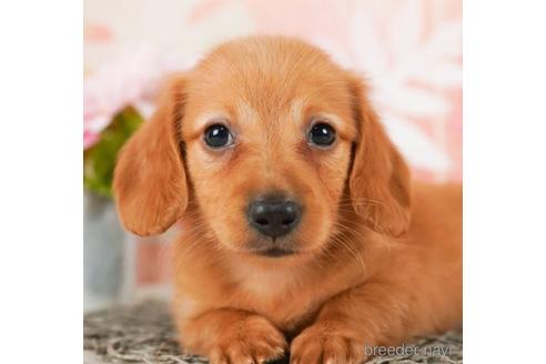 成約済の千葉県のミニチュアダックスフンド(ロングヘアード)-244018