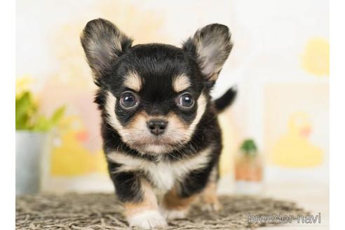 成約済の千葉県のチワワ(ロングコート)-244019