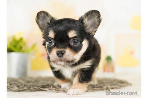 成約済の千葉県のチワワ(ロングコート)-244019の3枚目