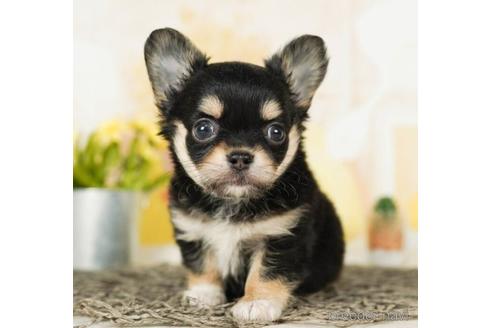 成約済の千葉県のチワワ(ロングコート)-244019の4枚目