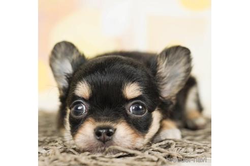 成約済の千葉県のチワワ(ロングコート)-244019の5枚目