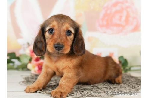 成約済の千葉県のミニチュアダックスフンド(ロングヘアード)-244020の3枚目