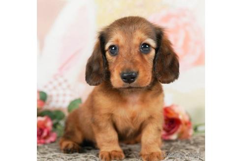 成約済の千葉県のミニチュアダックスフンド(ロングヘアード)-244020の4枚目