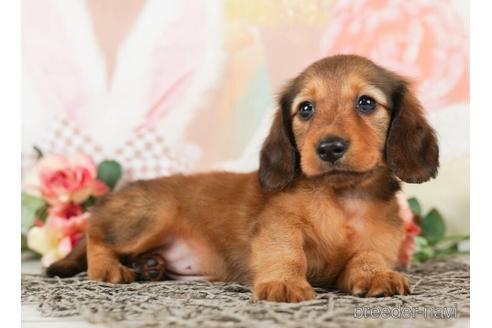 成約済の千葉県のミニチュアダックスフンド(ロングヘアード)-244020の5枚目