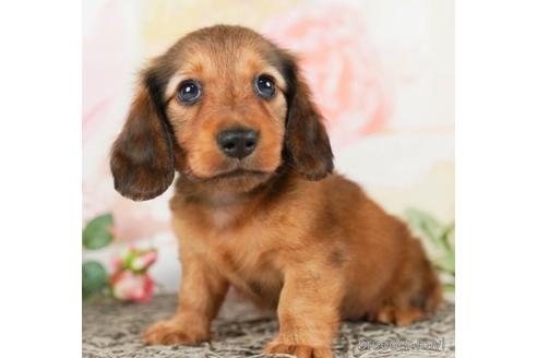 成約済の千葉県のミニチュアダックスフンド(ロングヘアード)-244020