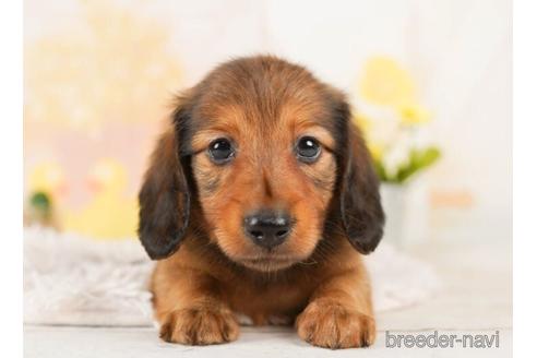 成約済の千葉県のミニチュアダックスフンド(ロングヘアード)-244024の1枚目