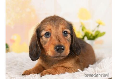 成約済の千葉県のミニチュアダックスフンド(ロングヘアード)-244024の3枚目