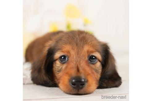 成約済の千葉県のミニチュアダックスフンド(ロングヘアード)-244024の4枚目