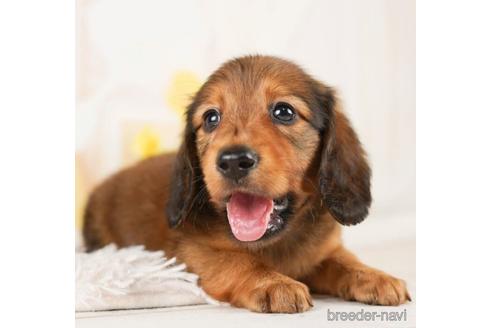 成約済の千葉県のミニチュアダックスフンド(ロングヘアード)-244024の5枚目