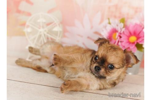 成約済の千葉県のチワワ(ロングコート)-244025の1枚目