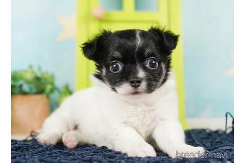 成約済の千葉県のチワワ(ロングコート)-244027の3枚目