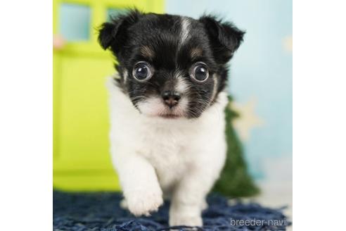 成約済の千葉県のチワワ(ロングコート)-244027の1枚目