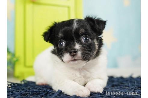 成約済の千葉県のチワワ(ロングコート)-244027の4枚目