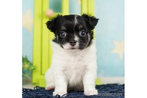 成約済の千葉県のチワワ(ロングコート)-244027の5枚目